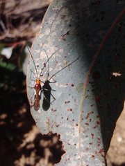 Rayieria basifer