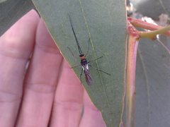 Rayieria basifer