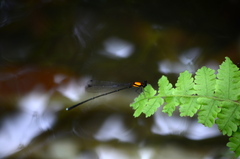 Prodasineura croconota