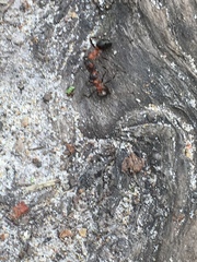 Formica polyctena × rufa