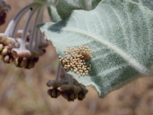 iNaturalist observation photo of Clio Tiger Moth
