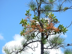 Psittacanthus pinicola