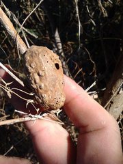 Apiomorpha ovicoloides