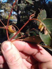 Apiomorpha ovicoloides