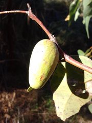 Apiomorpha ovicoloides