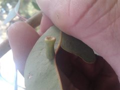 Apiomorpha ovicoloides