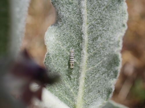 iNaturalist observation photo of Monarch