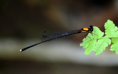 Prodasineura croconota