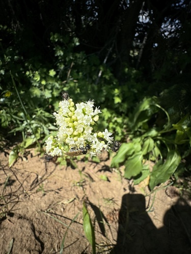 Image of Valeriana occidentalis by (c) Kenzie Anderson-Bell, some rights reserved (CC BY)