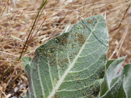 iNaturalist observation photo of Clio Tiger Moth