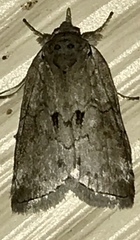 Nycteola