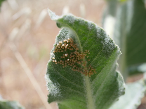 iNaturalist observation photo of Clio Tiger Moth