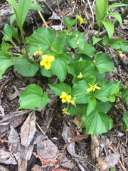 Viola glabella
