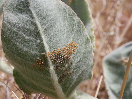 iNaturalist observation photo of Clio Tiger Moth