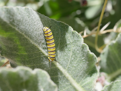 iNaturalist observation photo of Monarch