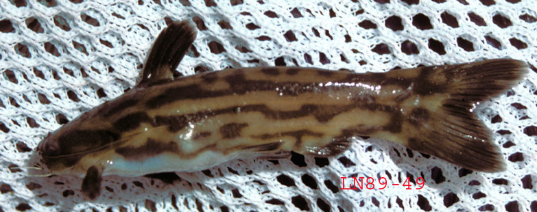 Brown woodcat (Tatia brunnea) — Auchenipteridae
