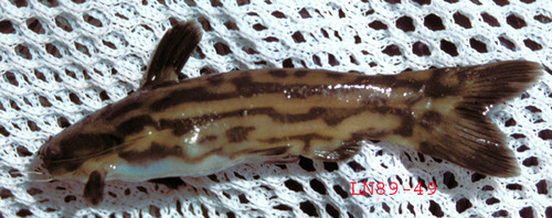 Brown woodcat (Tatia brunnea) — Auchenipteridae