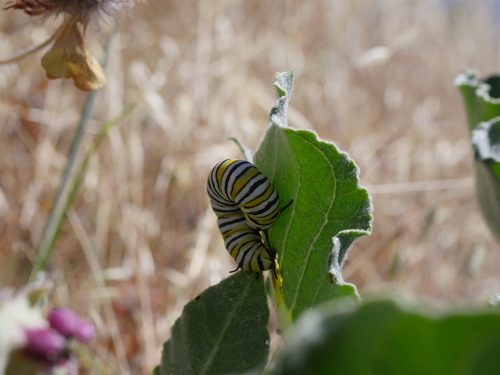 iNaturalist observation photo of Monarch