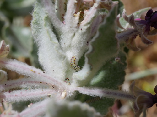 iNaturalist observation photo of Monarch
