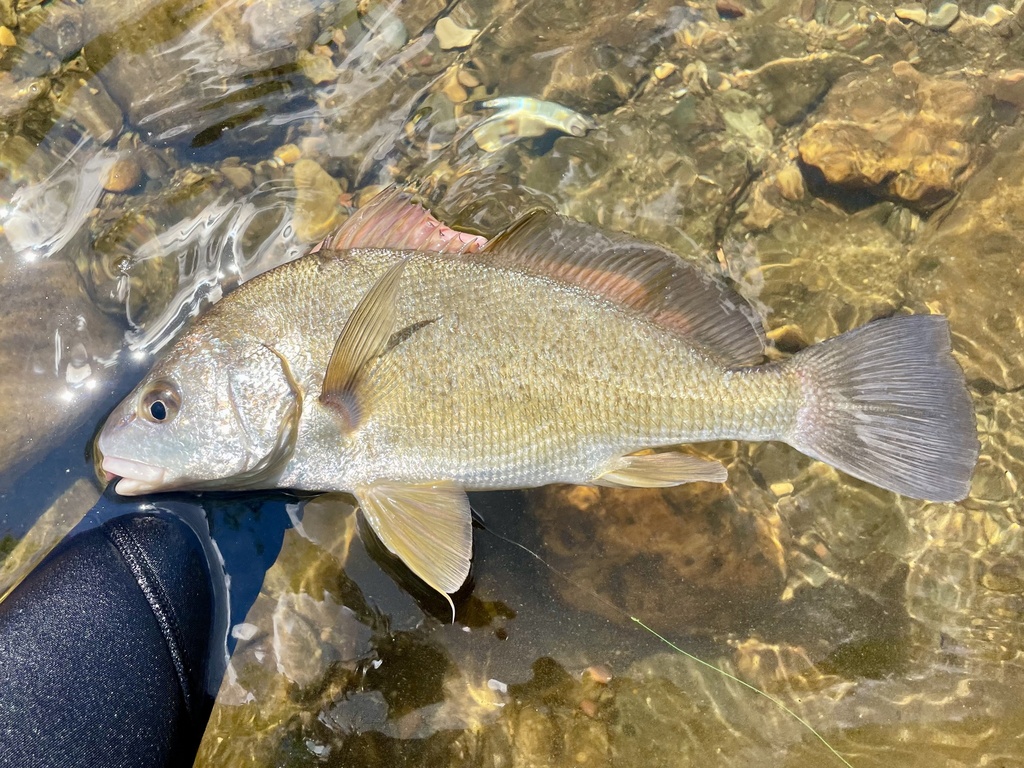 Freshwater drum (Aplodinotus grunniens) — Sciaenidae