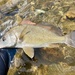 Freshwater Drum - Photo (c) Joshua Rains, some rights reserved (CC BY-NC), uploaded by Joshua Rains