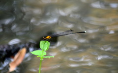 Prodasineura croconota