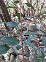 Maytenus acuminata