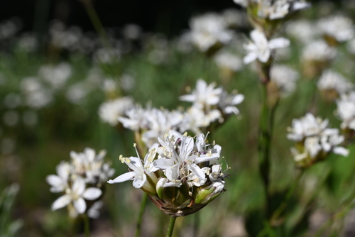 Image of Eremogone congesta by (c) Anders Hastings, some rights reserved (CC BY)