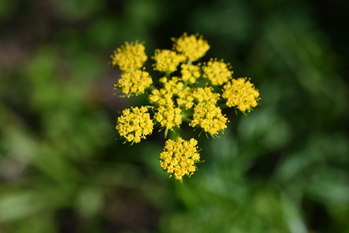 Image of Cymopterus lemmonii by (c) Anders Hastings, some rights reserved (CC BY)