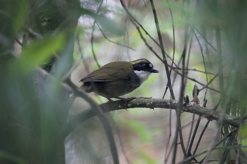 Green-striped Brushfinch (Arremon virenticeps), photo 6