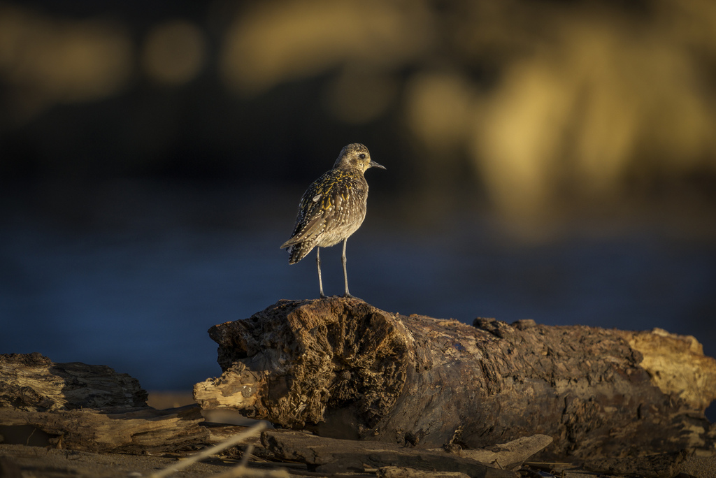 Pacific Golden Plover from Tathra NSW 2550, Australia on December 6 ...