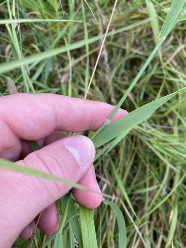 Creeping soft grass (Holcus mollis)