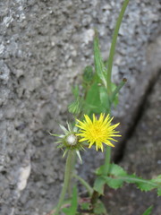 Sonchus oleraceus image