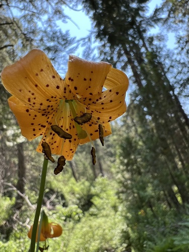 Image of Lilium kelleyanum by (c) Ryan Donnelly, some rights reserved (CC BY)