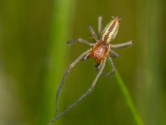 Cheiracanthium erraticum