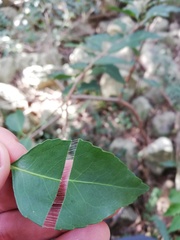 Maytenus acuminata