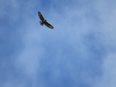 Buteo buteo rothschildi