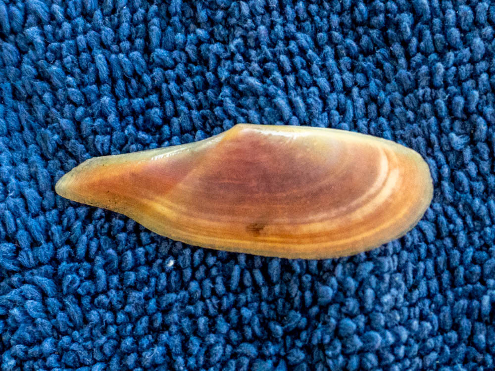 Pharaonella aurea