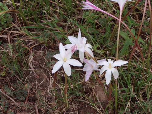 Image of Zephyranthes traubii by (c) Texas Bird Family, some rights reserved (CC BY)