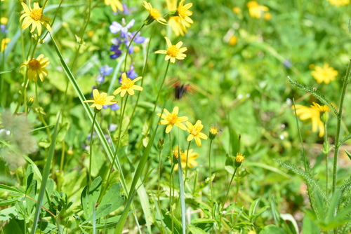 Broadleaf arnica (Arnica latifolia)