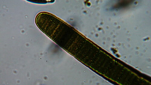 Oscillatoria margaritifera observed 2024-07-12