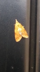 Pseudargyrotoza conwagana