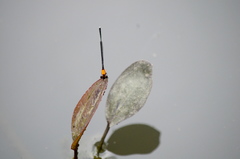 Prodasineura croconota