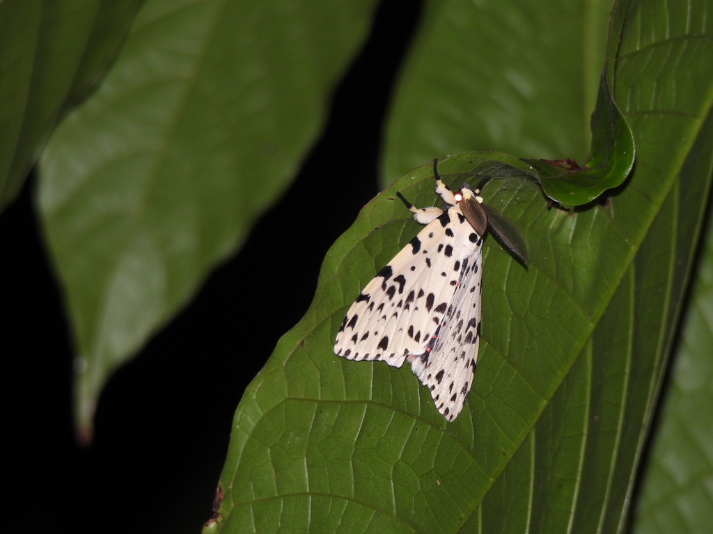 Lymantria narindra (Lymantria narindra)