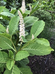 Phytolacca acinosa