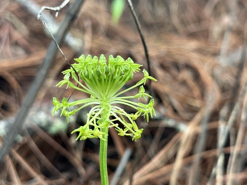 Image of Malaxis brachyrrhynchos by (c) Claudio Cantú Muñiz, some rights reserved (CC BY)