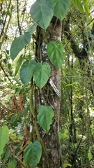 Philodendron hederaceum