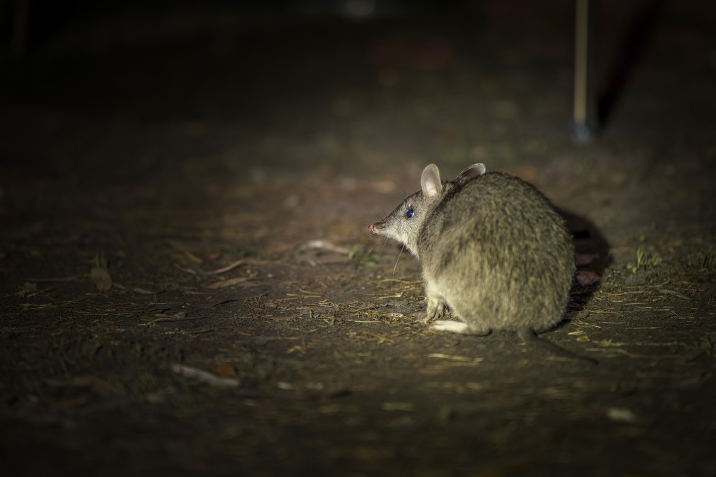 Long-nosed Bandicoot from Green Cape NSW 2551, Australia on August 3 ...