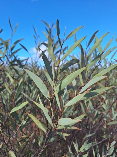 Acacia eremaea