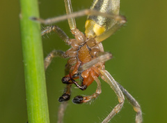 Cheiracanthium erraticum